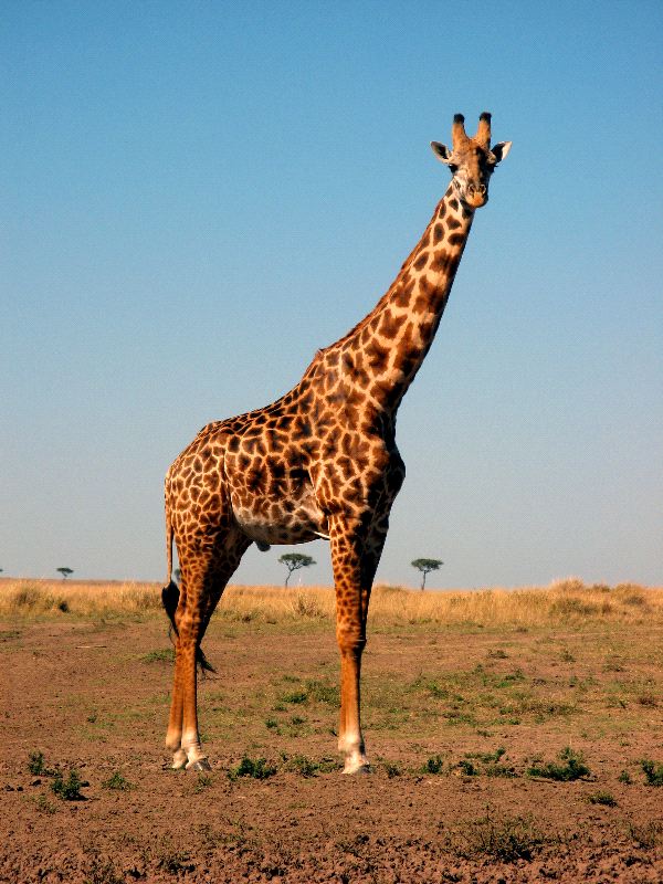 The tallest Giraffe