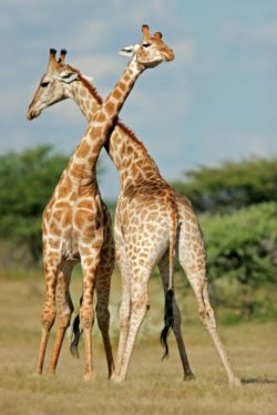 Mother and son girafees